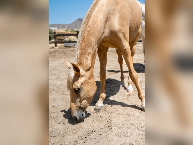 PRE Mare 4 years 15.3 hh Palomino in Sorbas
