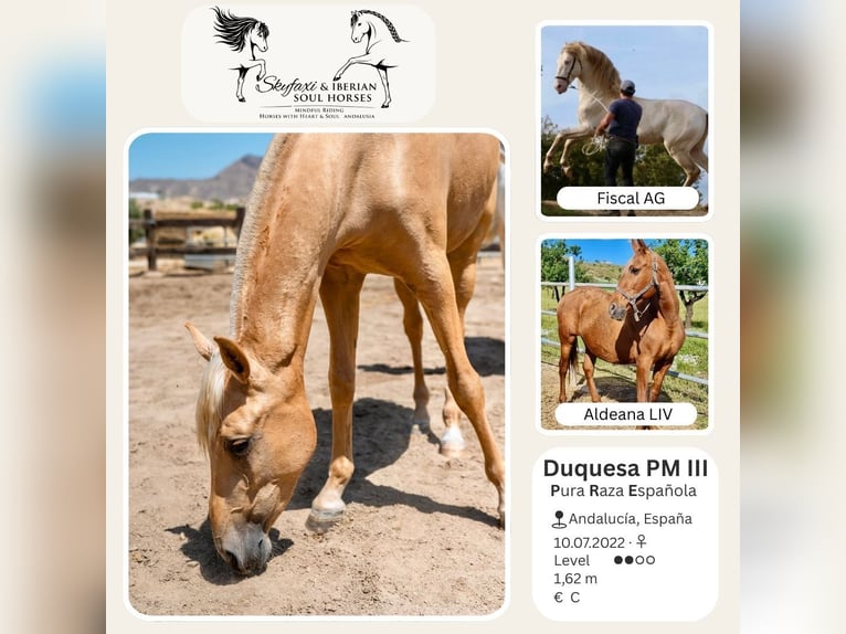 PRE Mare 4 years 15.3 hh Palomino in Sorbas