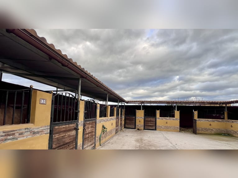 PRE Mare 4 years 15.3 hh Palomino in Sorbas