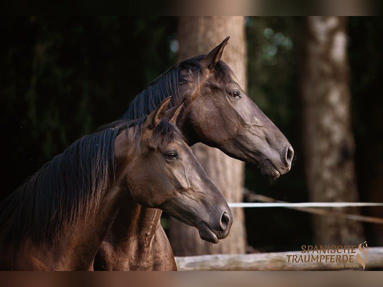 PRE Mix Mare 4 years 15 hh Black in Traventhal