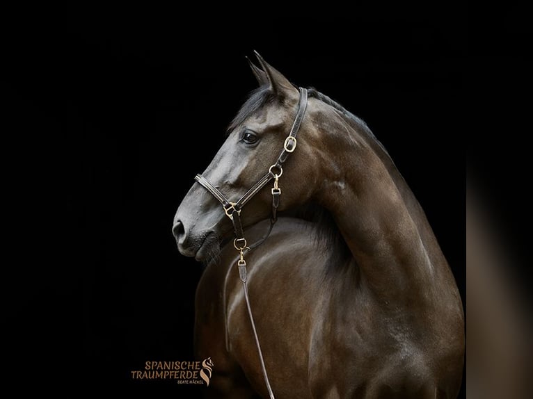 PRE Mix Mare 4 years 15 hh Black in Traventhal