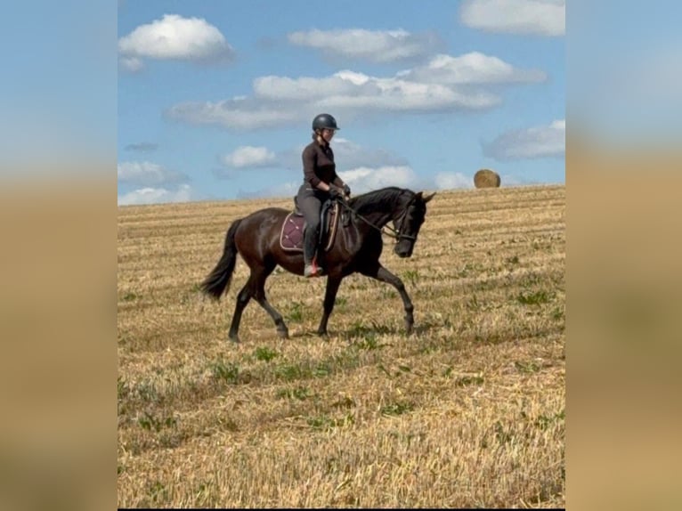 PRE Mare 4 years 15 hh Black in Daleiden