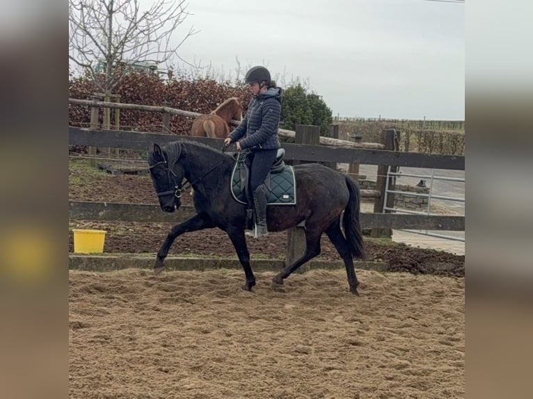 PRE Mix Mare 4 years 15 hh Black in Daleiden