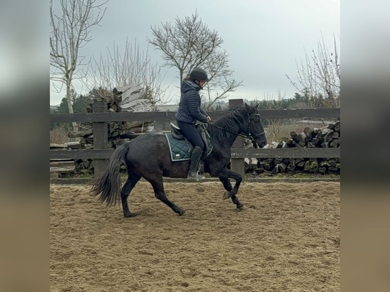 PRE Mix Mare 4 years 15 hh Black in Daleiden