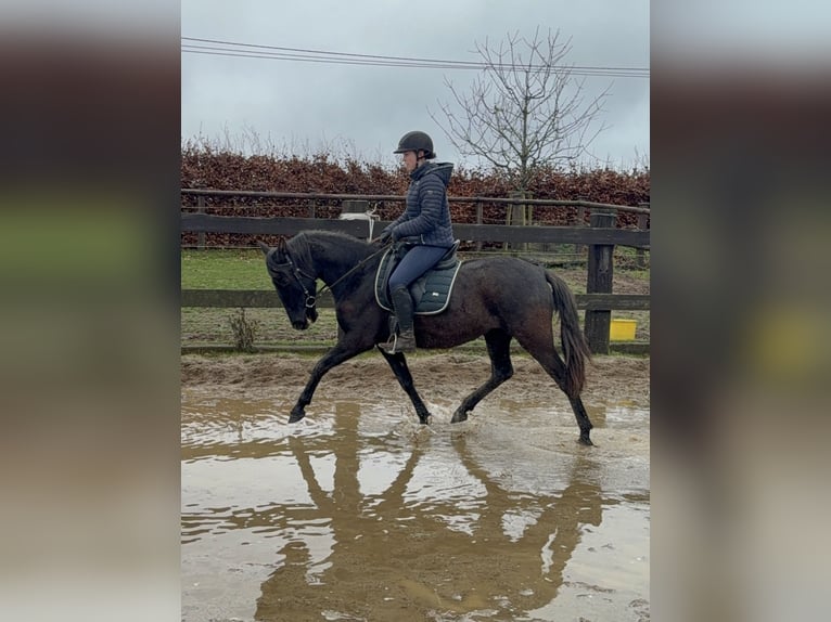 PRE Mix Mare 4 years 15 hh Black in Daleiden