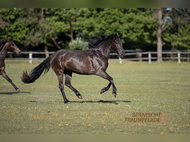PRE Mix Mare 4 years 15 hh Black in Traventhal