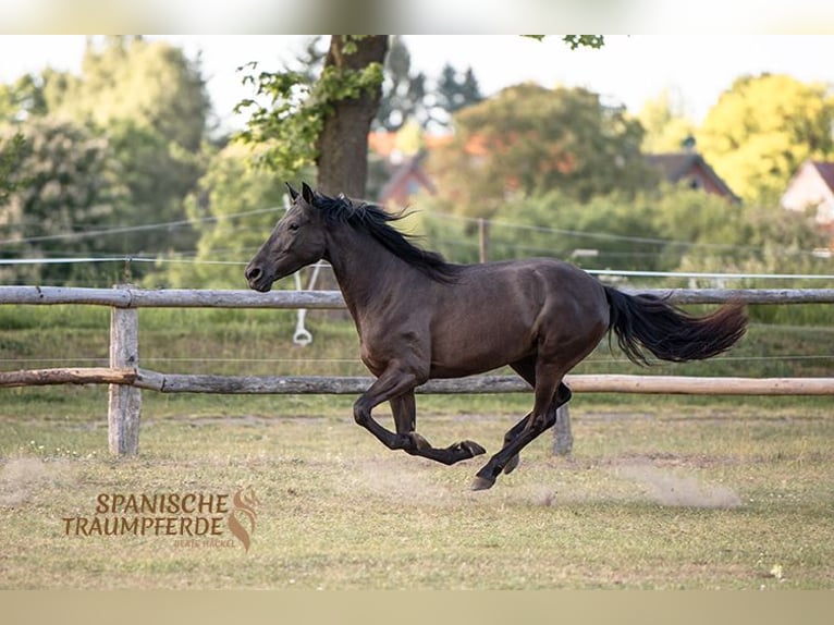 PRE Mix Mare 4 years 15 hh Black in Traventhal