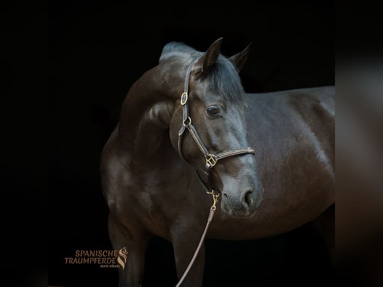 PRE Mix Mare 4 years 15 hh Black in Traventhal