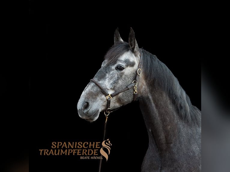 PRE Mix Mare 4 years 15 hh Black in Traventhal