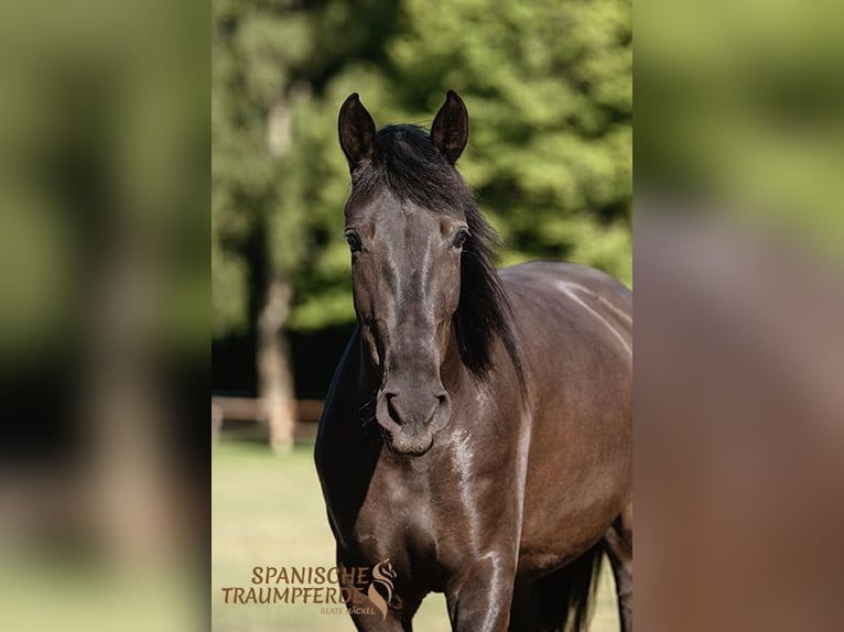 PRE Mix Mare 4 years 15 hh Black in Traventhal