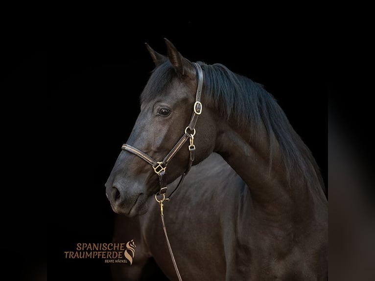 PRE Mix Mare 4 years 15 hh Black in Traventhal