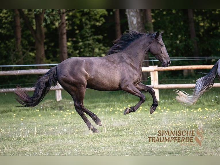PRE Mix Mare 4 years 15 hh Black in Traventhal