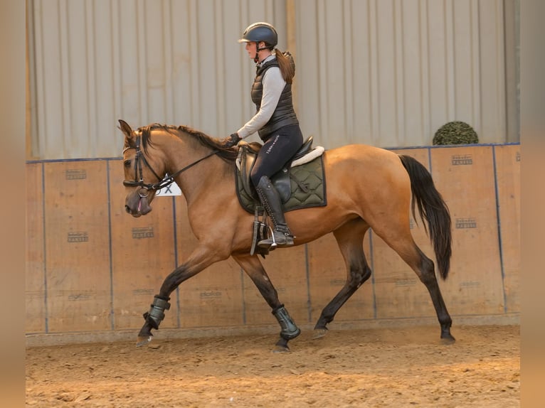 PRE Mare 4 years 15 hh Dun in Neustadt (Wied)