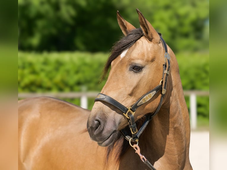 PRE Mare 4 years 15 hh Dun in Neustadt (Wied)