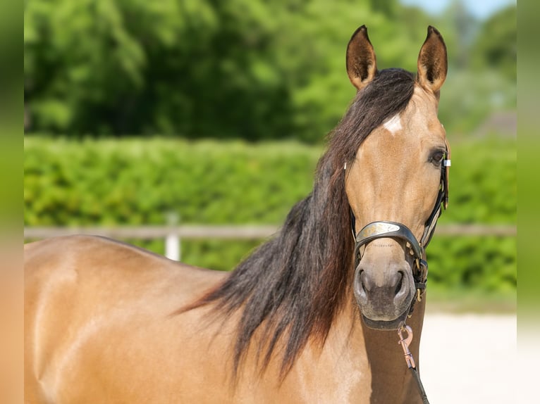 PRE Mare 4 years 15 hh Dun in Neustadt (Wied)