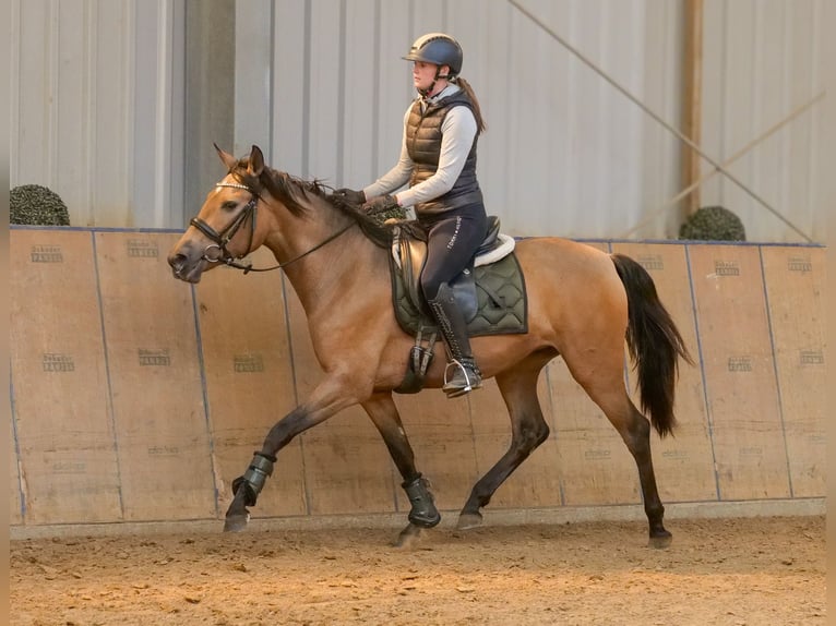 PRE Mare 4 years 15 hh Dun in Neustadt (Wied)