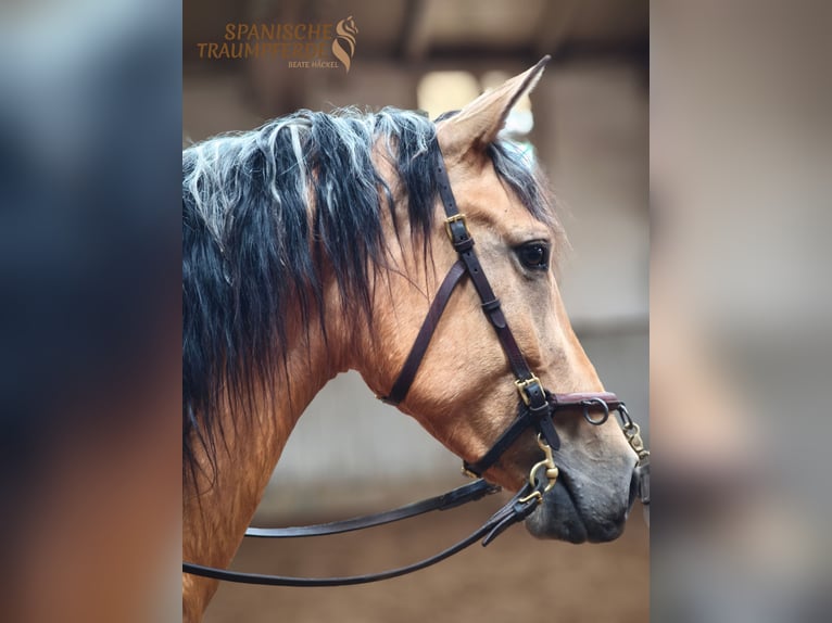 PRE Mix Mare 4 years 15 hh Dun in Traventhal