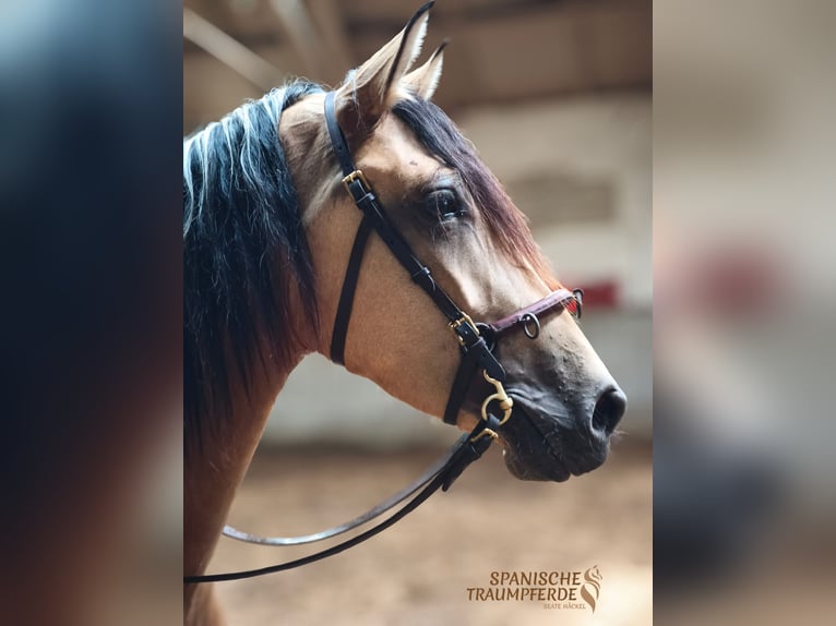 PRE Mix Mare 4 years 15 hh Dun in Traventhal