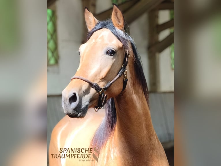 PRE Mix Mare 4 years 15 hh Dun in Traventhal