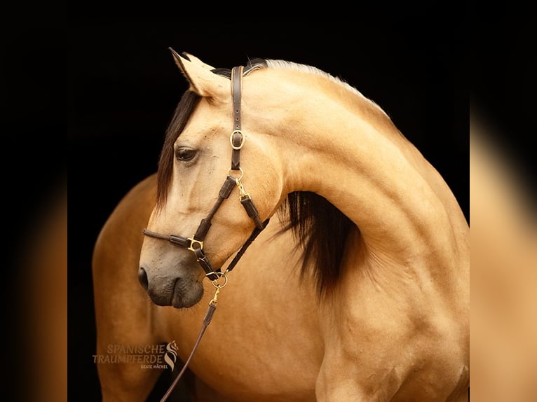 PRE Mix Mare 4 years 15 hh Dun in Traventhal