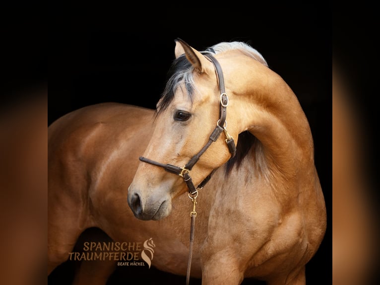 PRE Mix Mare 4 years 15 hh Dun in Traventhal