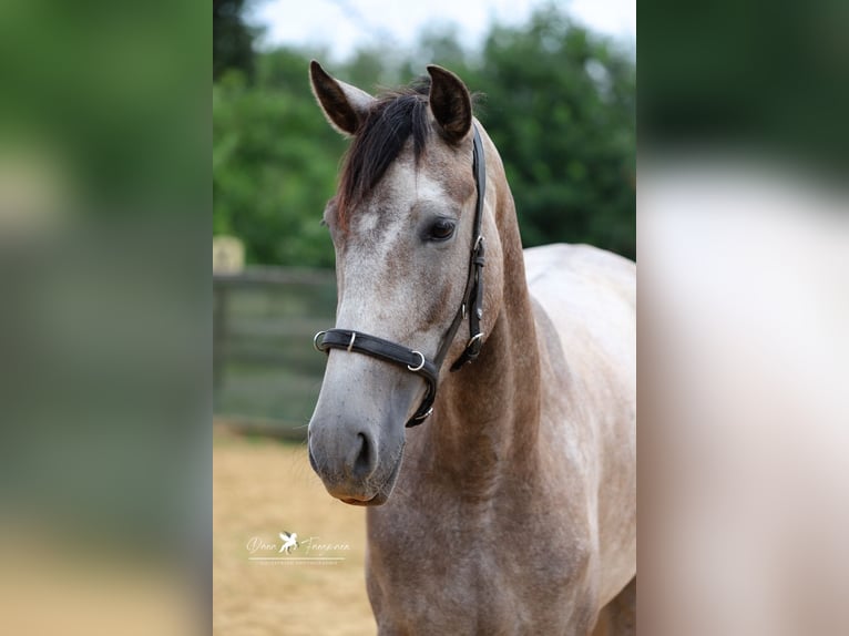 PRE Mare 4 years 15 hh Gray in Bad Laer