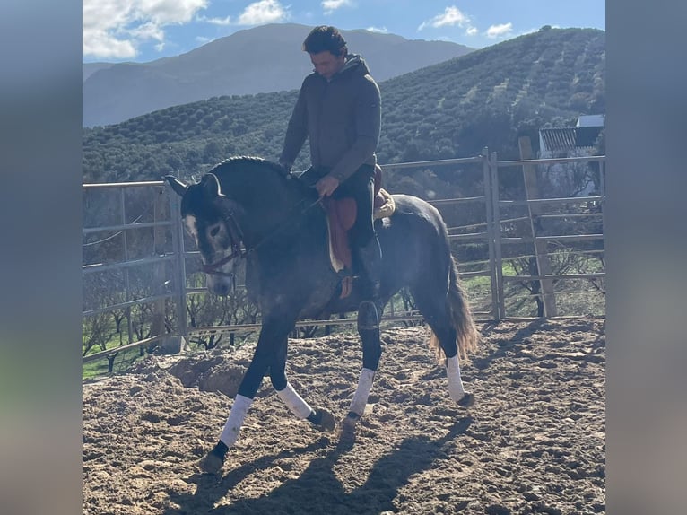 PRE Mix Mare 4 years 15 hh Grey-Blue-Tan in Aachen