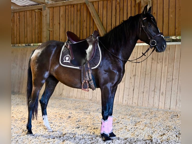 PRE Mix Mare 4 years 15,1 hh Black in Klettgau