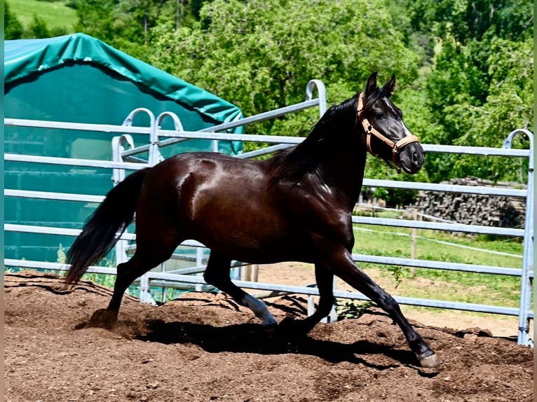 PRE Mix Mare 4 years 15,1 hh Black in Klettgau