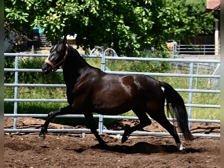 PRE Mix Mare 4 years 15,1 hh Black in Klettgau