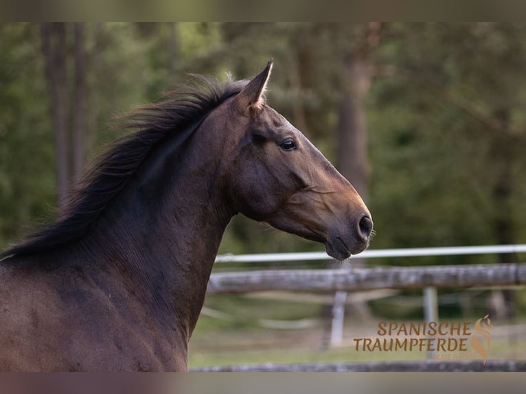 PRE Mare 4 years 15,1 hh Brown in Traventhal