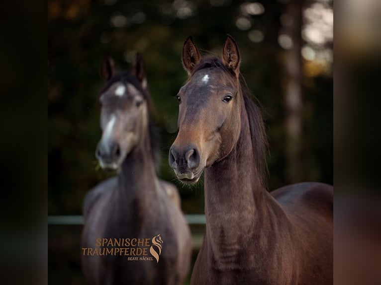 PRE Mare 4 years 15,1 hh Brown in Traventhal
