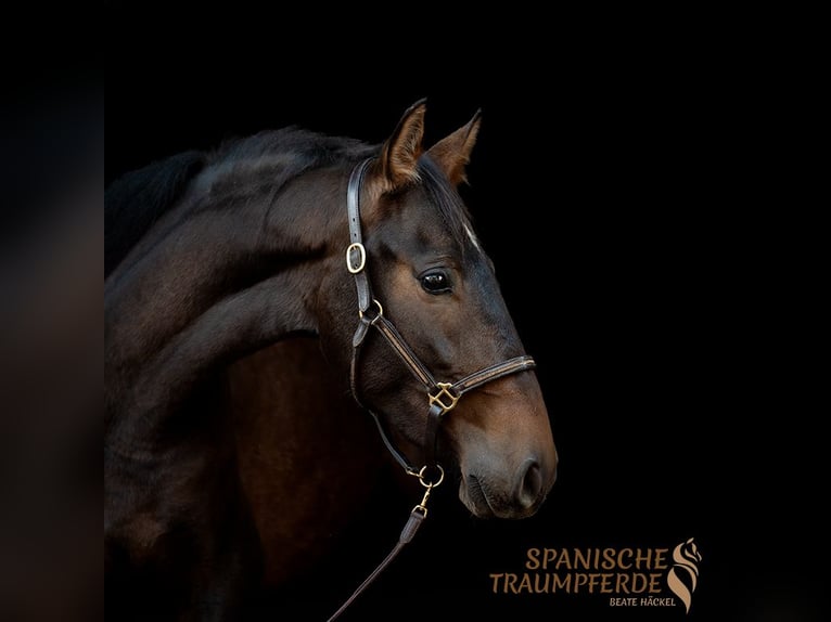 PRE Mare 4 years 15,1 hh Brown in Traventhal