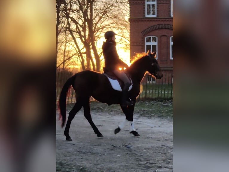 PRE Mare 4 years 15,1 hh Brown in Traventhal