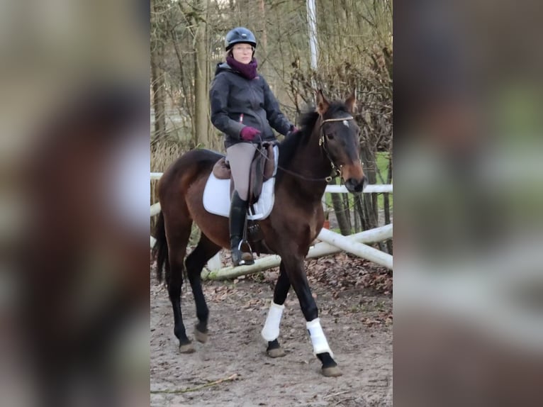 PRE Mare 4 years 15,1 hh Brown in Traventhal