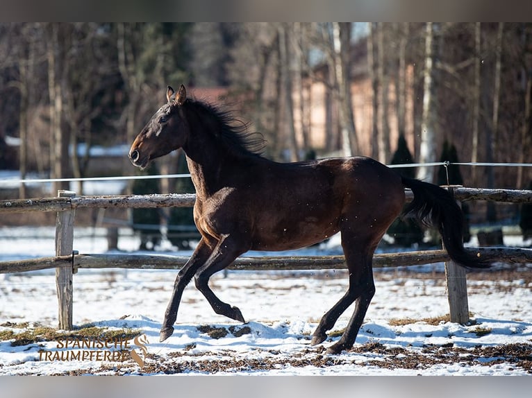 PRE Mare 4 years 15,1 hh Brown in Traventhal