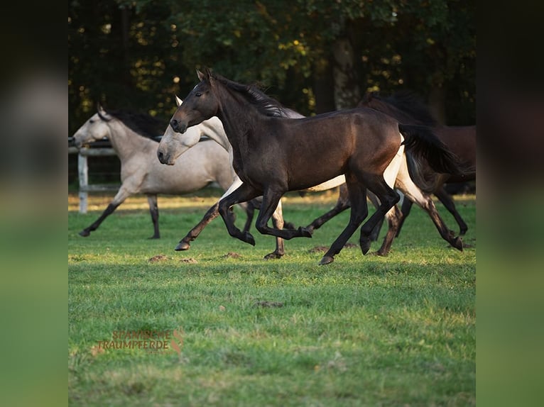PRE Mare 4 years 15,1 hh Brown in Traventhal