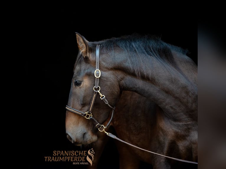 PRE Mare 4 years 15,1 hh Brown in Traventhal