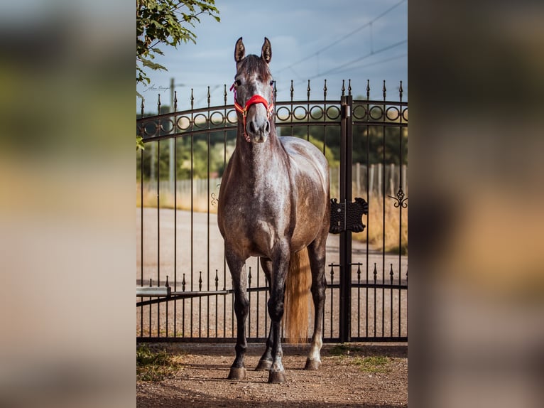 PRE Mare 4 years 15,1 hh Can be white in Aldingen
