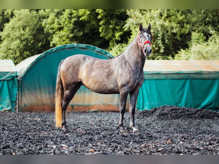 PRE Mare 4 years 15,1 hh Can be white in Aldingen