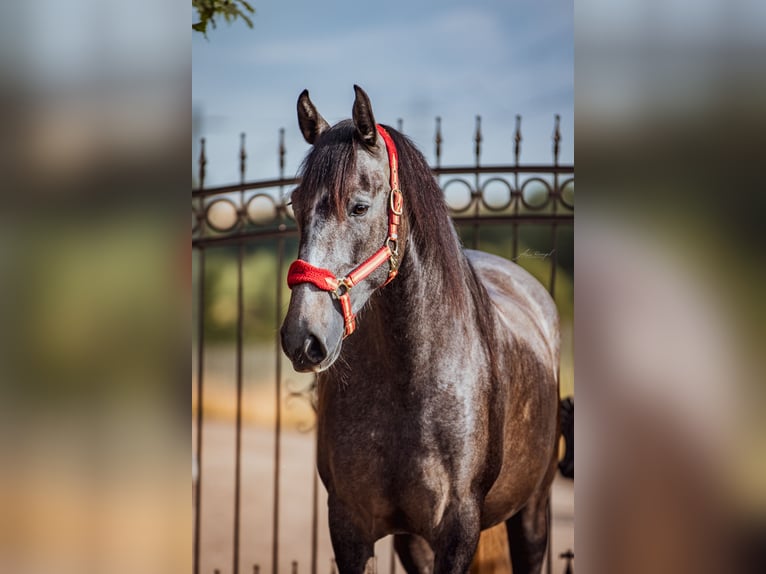 PRE Mare 4 years 15,1 hh Can be white in Aldingen