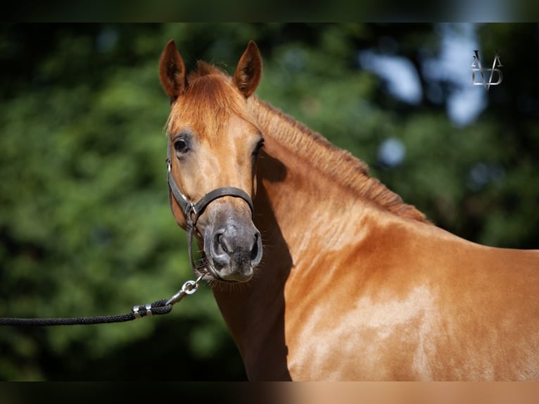 PRE Mix Mare 4 years 15,1 hh Chestnut-Red in La Vespière-Friardel