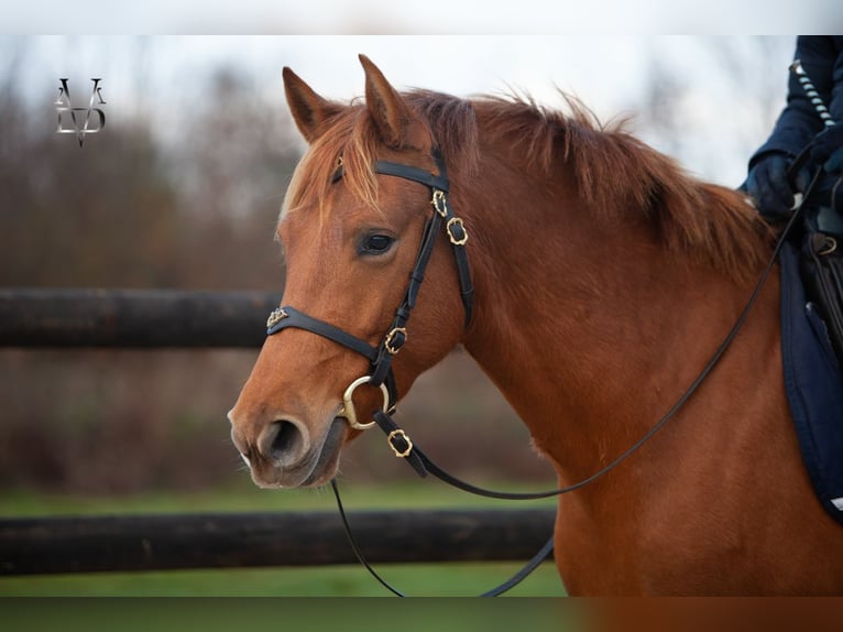 PRE Mix Mare 4 years 15,1 hh Chestnut-Red in La Vespière-Friardel