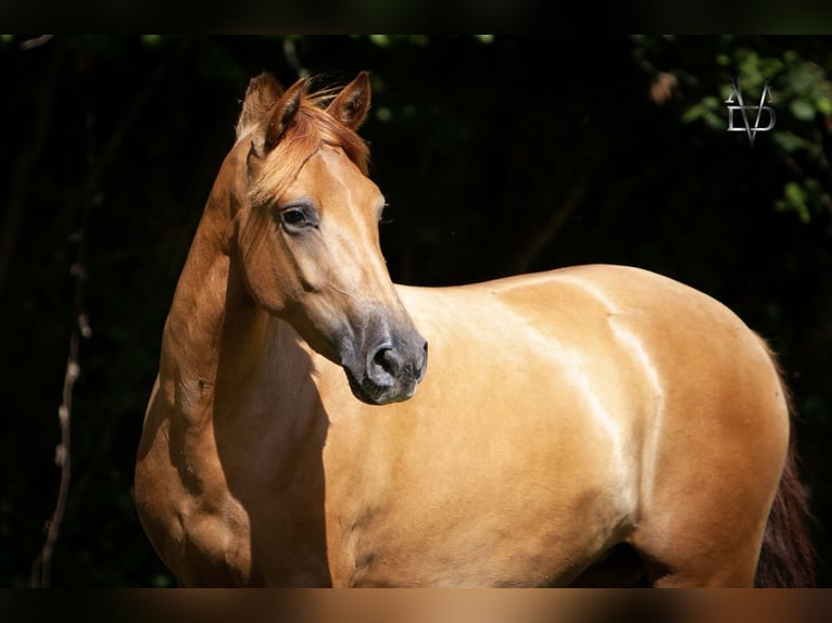 PRE Mix Mare 4 years 15,1 hh Chestnut-Red in La Vespière-Friardel