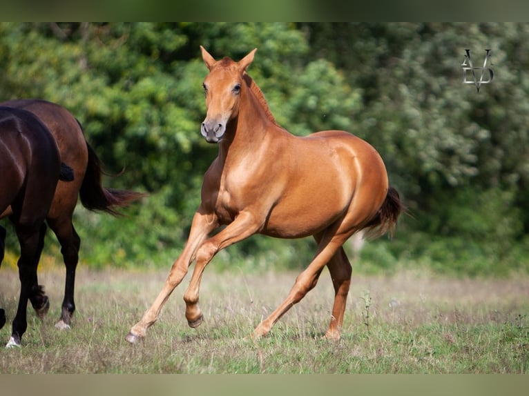 PRE Mix Mare 4 years 15,1 hh Chestnut-Red in La Vespière-Friardel