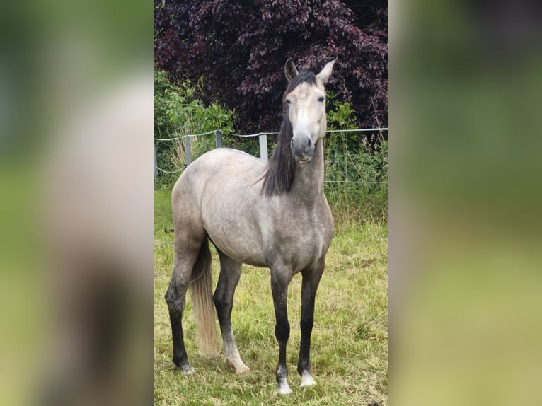 PRE Mare 4 years 15,1 hh Gray in Traventhal