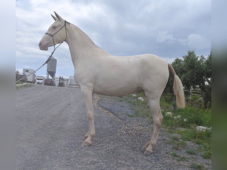 PRE Mix Mare 4 years 15,1 hh Grey in Trebujena