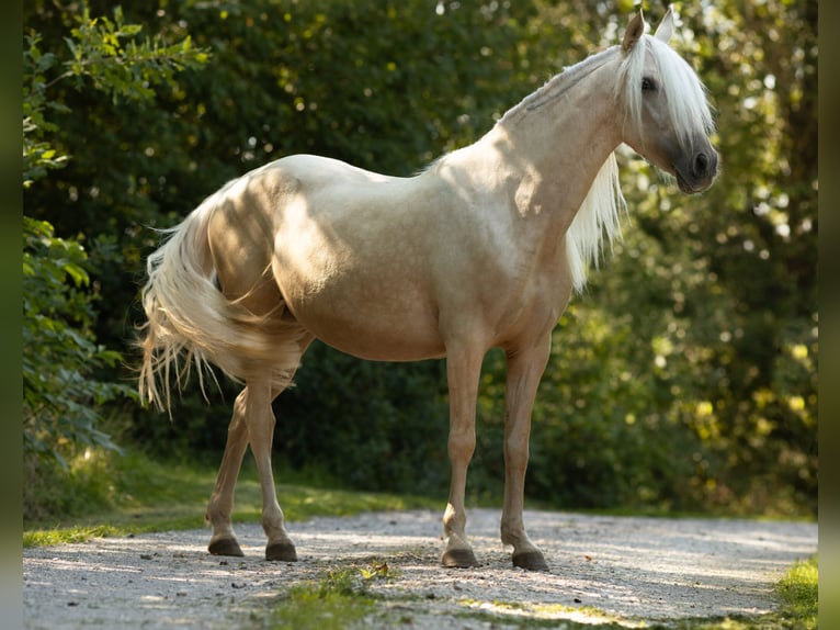 PRE Mix Mare 4 years 15,1 hh Palomino in Feuchtwangen