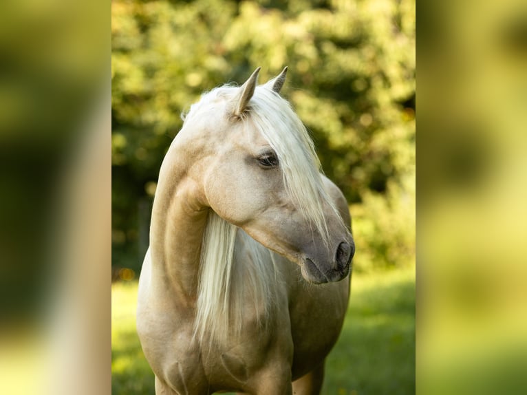 PRE Mix Mare 4 years 15,1 hh Palomino in Feuchtwangen