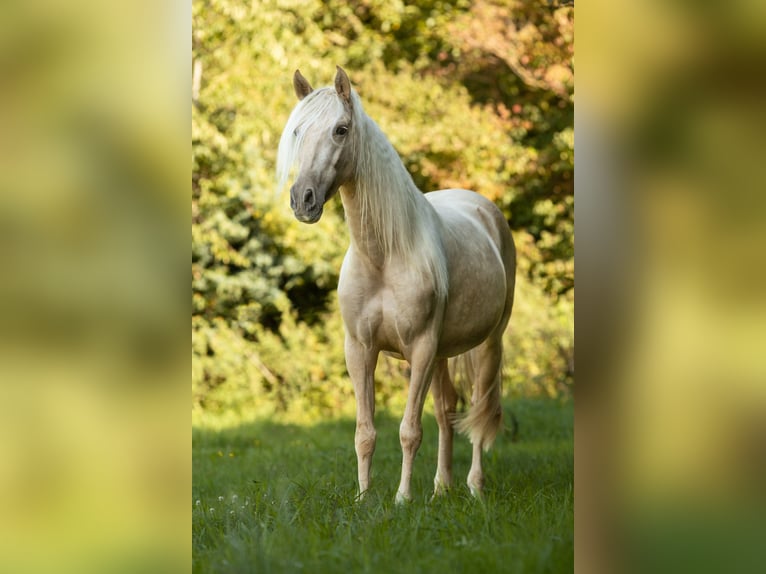 PRE Mix Mare 4 years 15,1 hh Palomino in Feuchtwangen